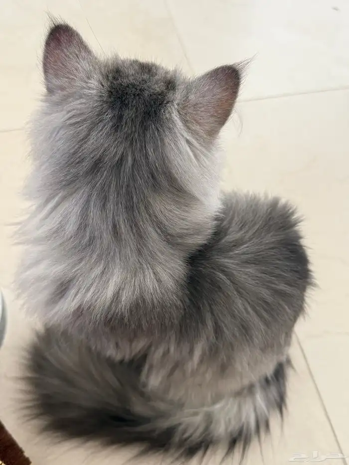 قط شيرازي العمر سنه 1