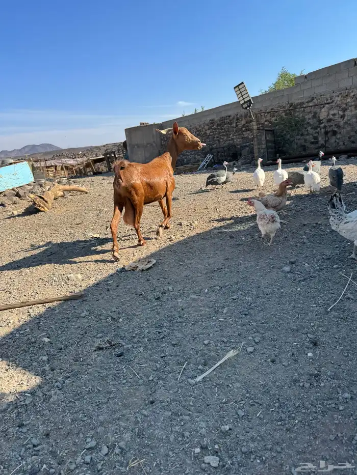 عنزين جنوبيات 7