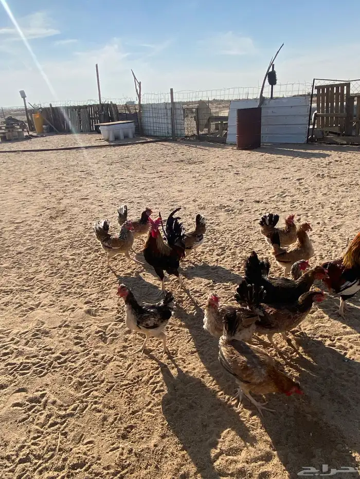 دجاج بلدي للبيع 19