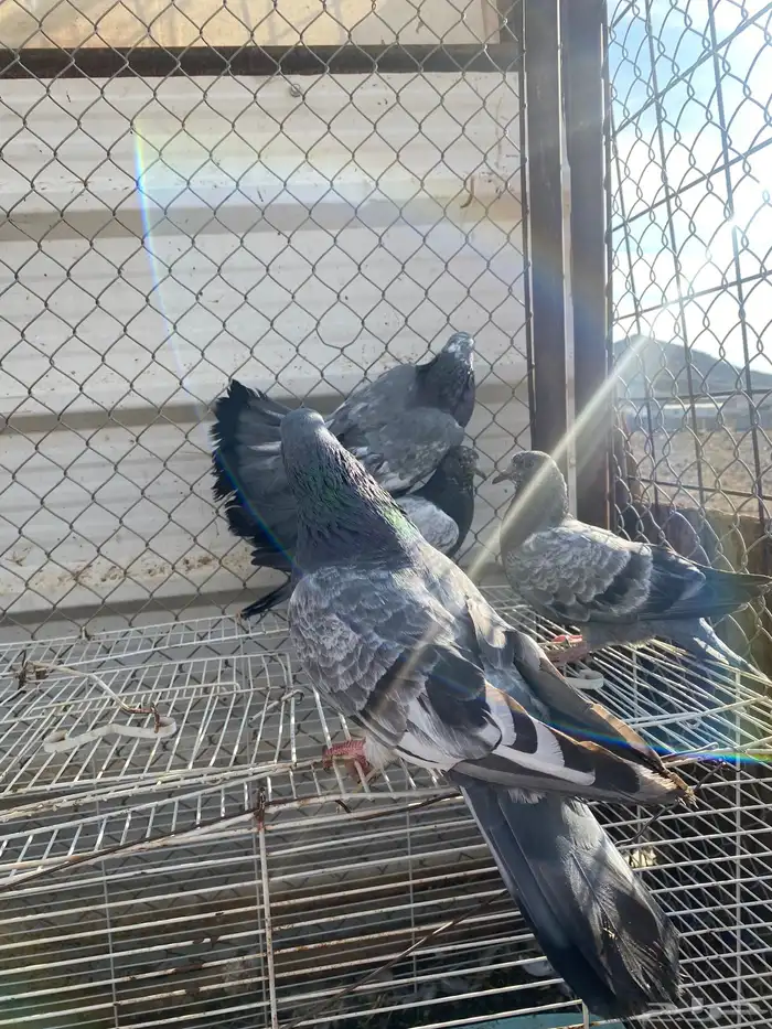 حمام باكستاني 6