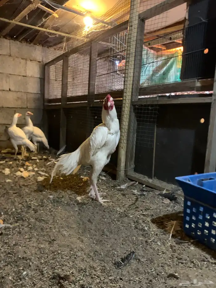 ديك شامو ماشاالله تبارك الرحمن 2