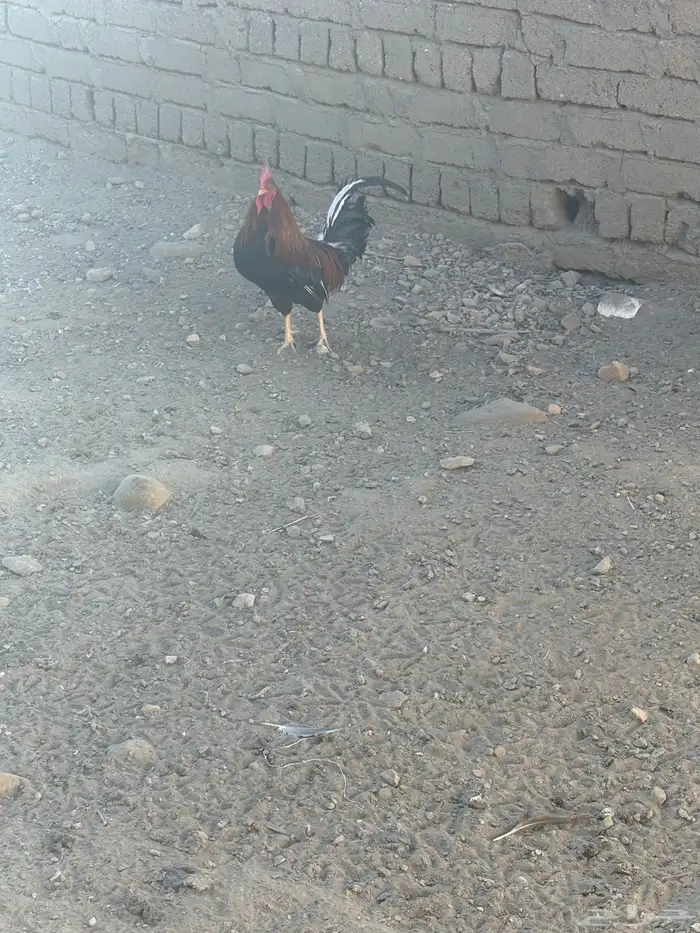 ديك عربي احمر 5