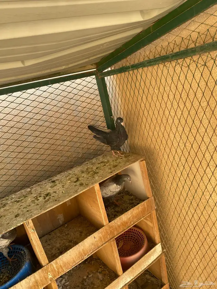 رام اسود بيووور 2