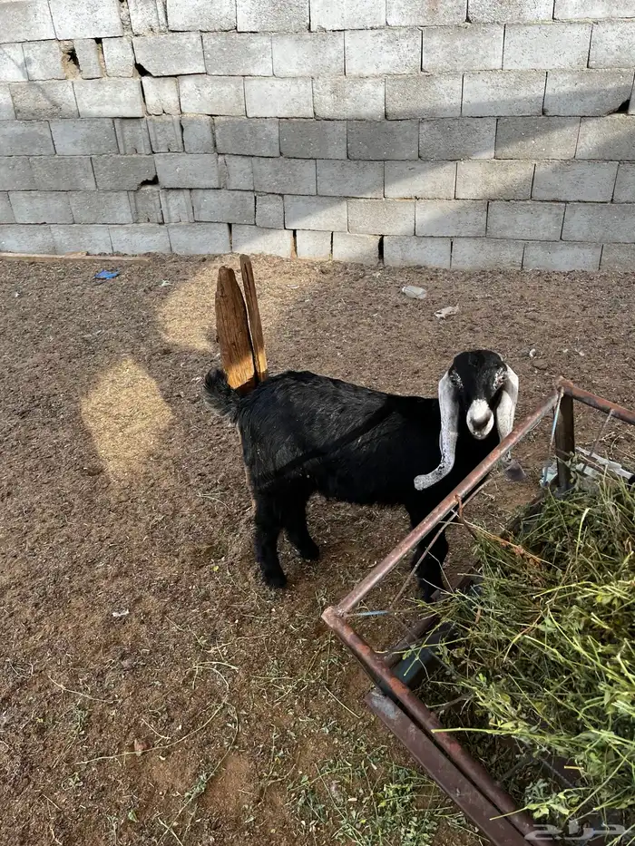 جفره طيب لبانيه 0