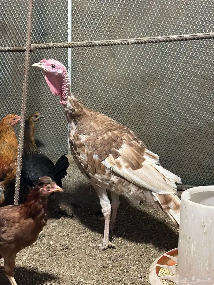 زوج رومي والإنتاج تبعهم 9