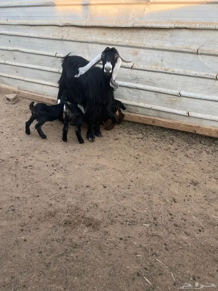 عنز عارضيه معها ثلاثه 0