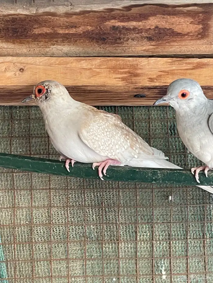 حمام يمام ماسي ملكي 16