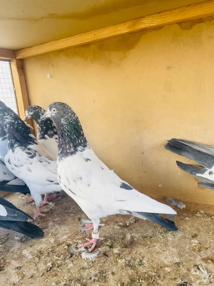 حمام باكستاني 4