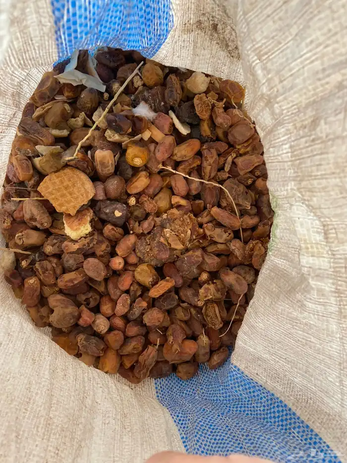 للبيع تمر ناشف علف 40 كيس شعير 2