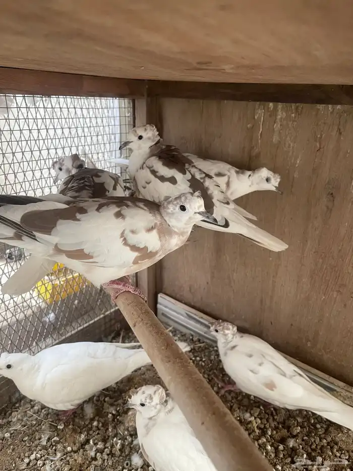 للبيع حمام قماري هولندي 1