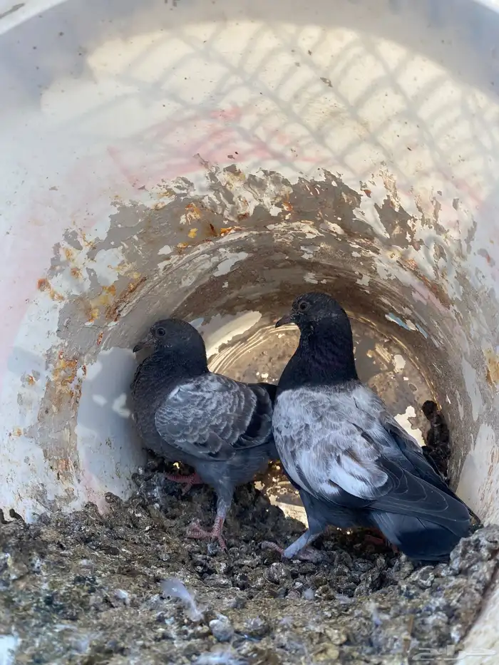 حمام باكستاني 8