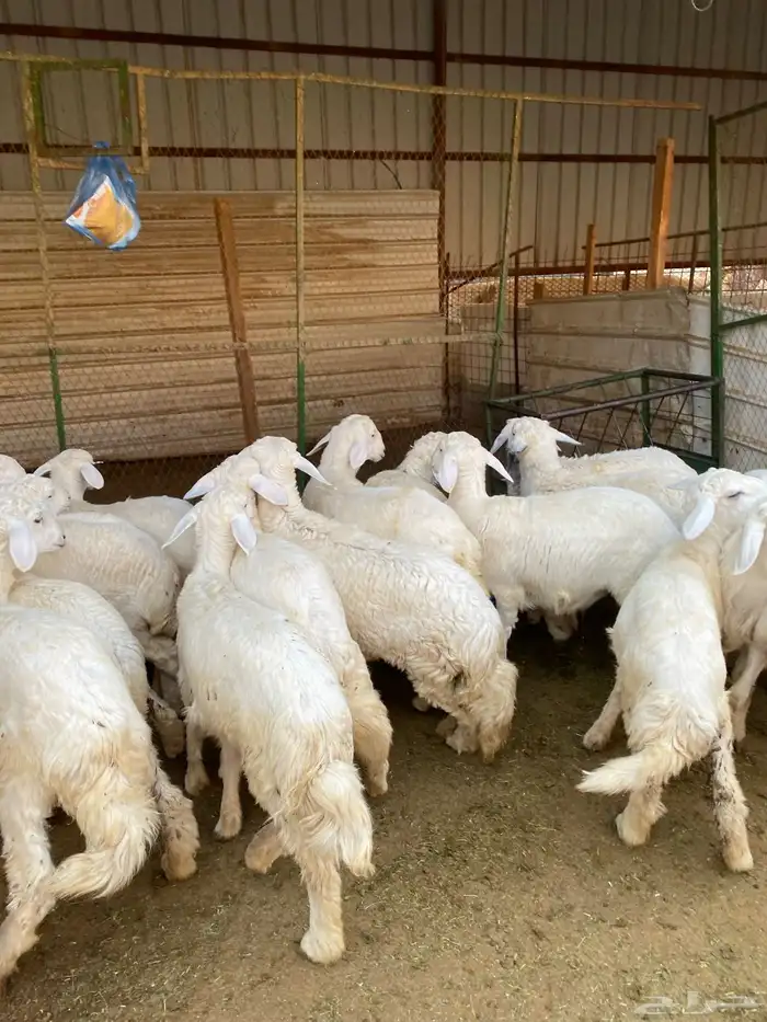 بهم حريات فاخرة 8