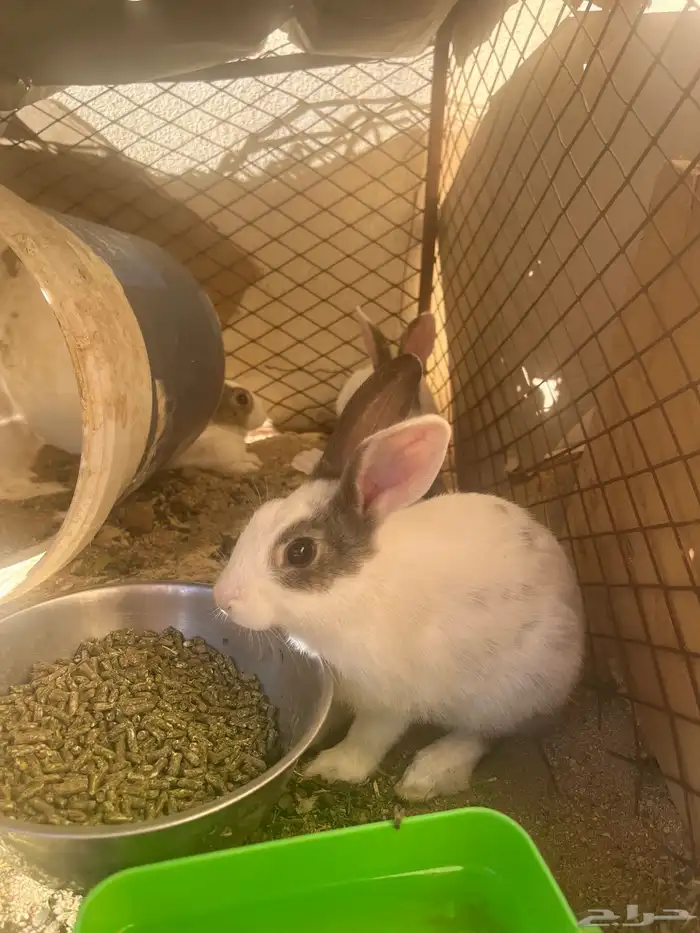 ارنب عليها 3 2