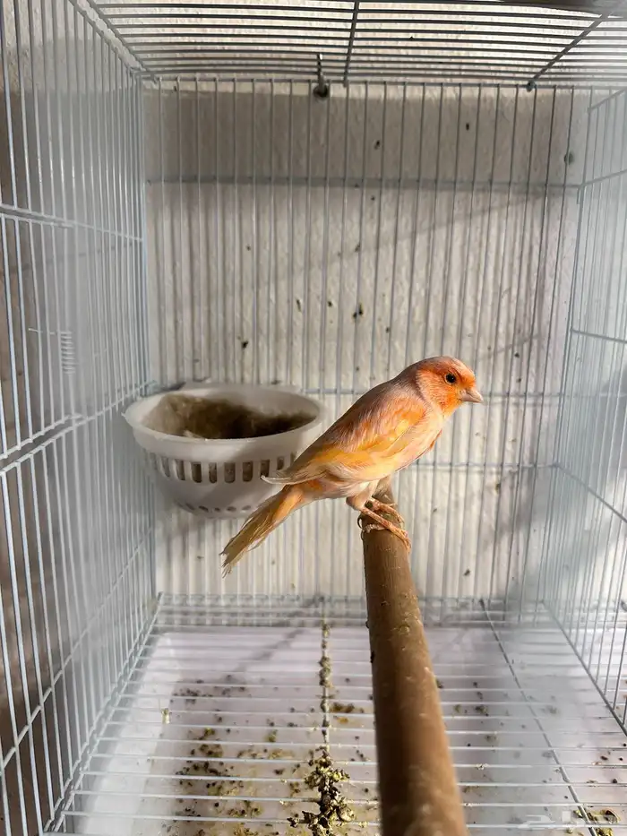 كناري انثي رد فاكتور 0