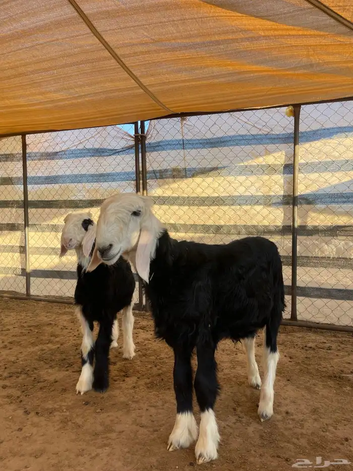 مشاريع فحول نجد 17