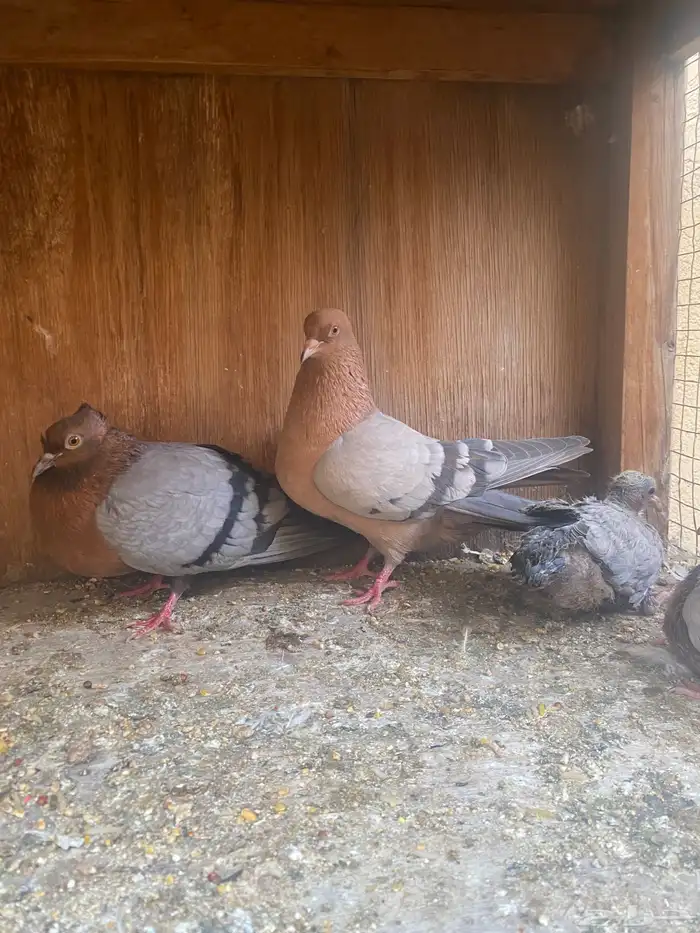 جوز ارشنجل 1