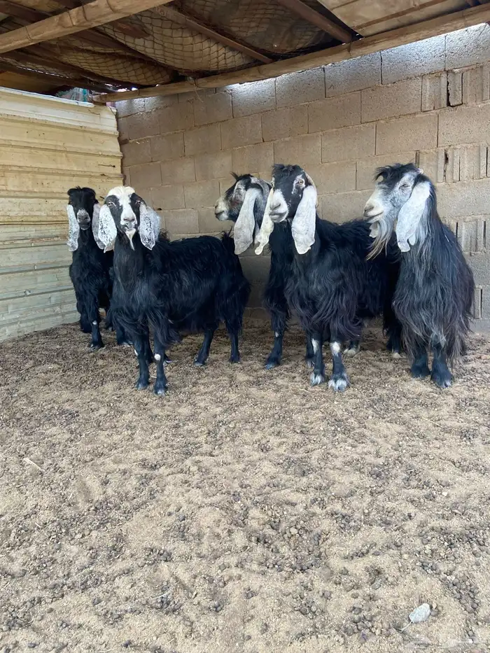 الدوادمي نفي 0