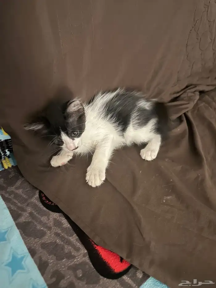 قطط للتبني 5