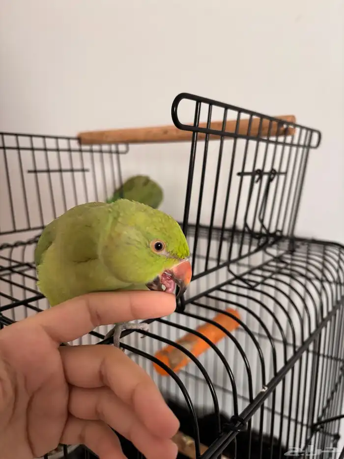 زوج ببغاء درع هندي 6