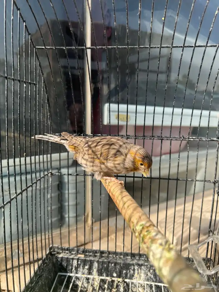 ذكر كناري اغات احمر تغريد 2