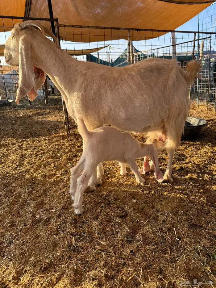 عنز معها واحد 0