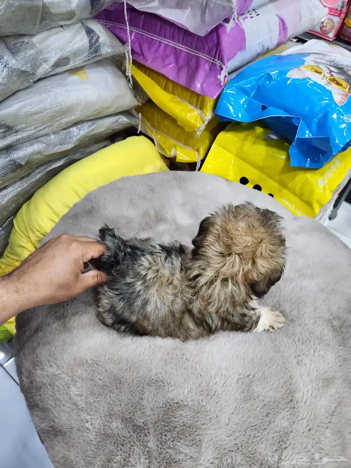 كلب مالتيبو تي كب للبيع 0