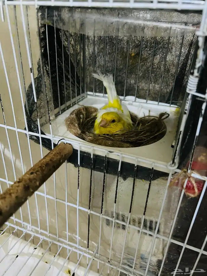 جوز كناري مفتل جاهز 5