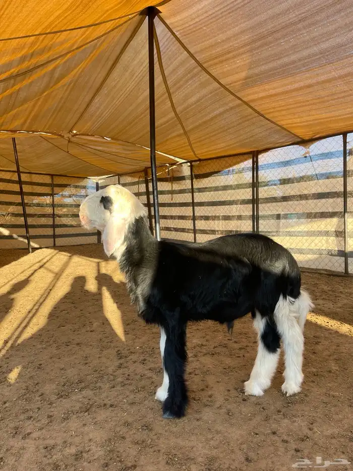 مشاريع فحول نجد 5