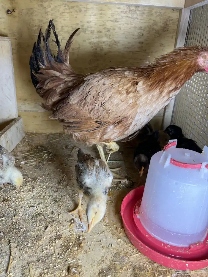 دجاجه عربيه معها 6 فروخ عمرهم تقريبا 21 يوم 2