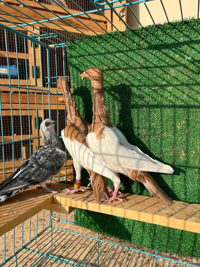 دنش مسوبع اصفر 3