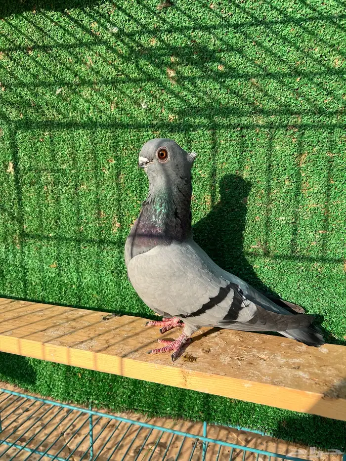 طيره بولندي ( تم البيع ) 0