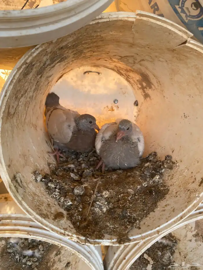 مشروع حمام منتج 13