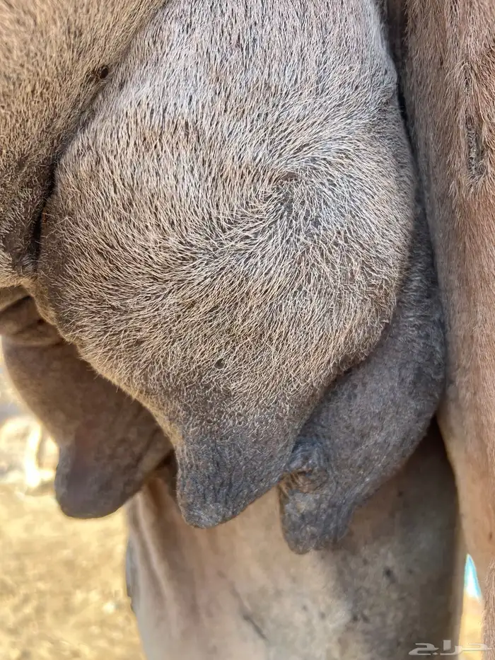 ناقه حمراء ( ملاقي ) للبيع 3