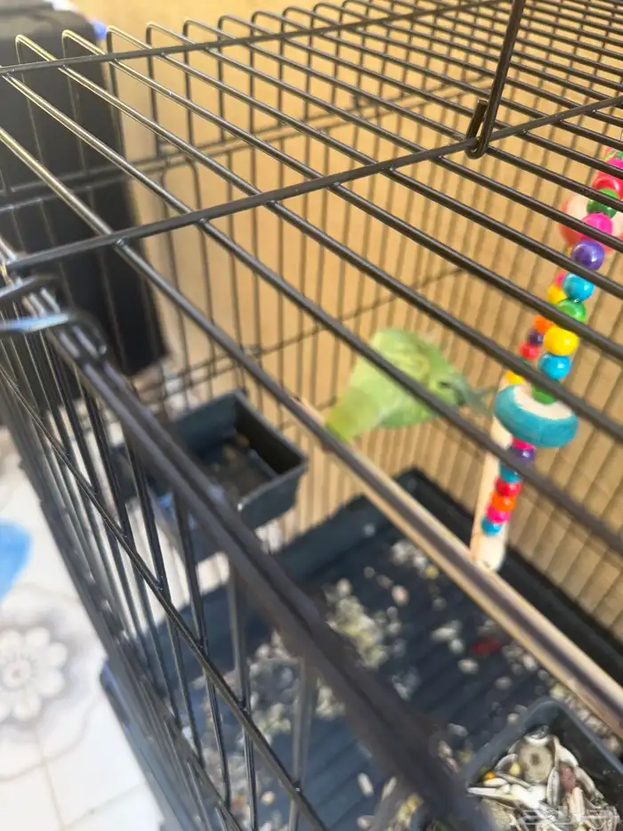 ببغاء الد  رَ ة أو الدَ رَ اء 1