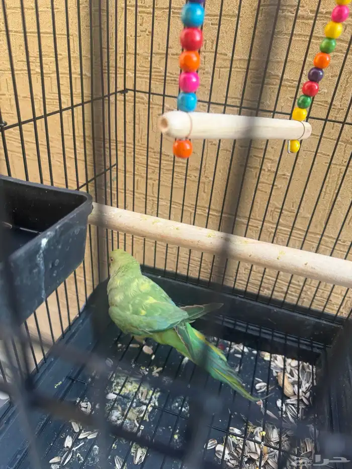 ببغاء الد  رَ ة أو الدَ رَ اء 4