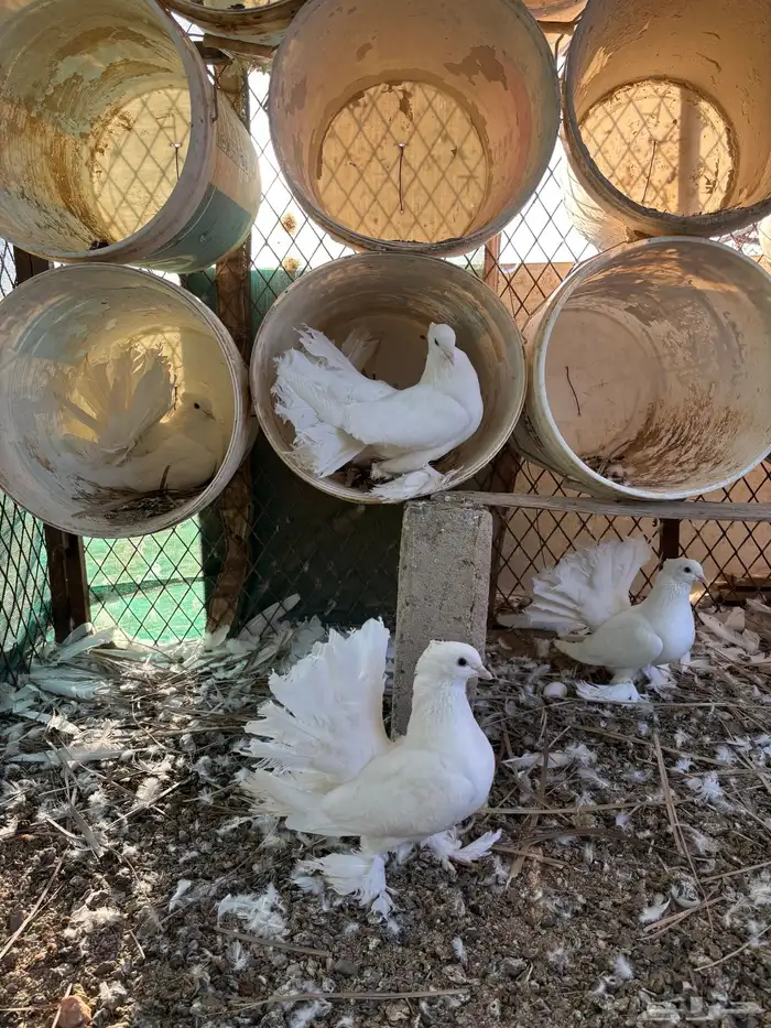 للبيع حمام رقاص ابيض 1