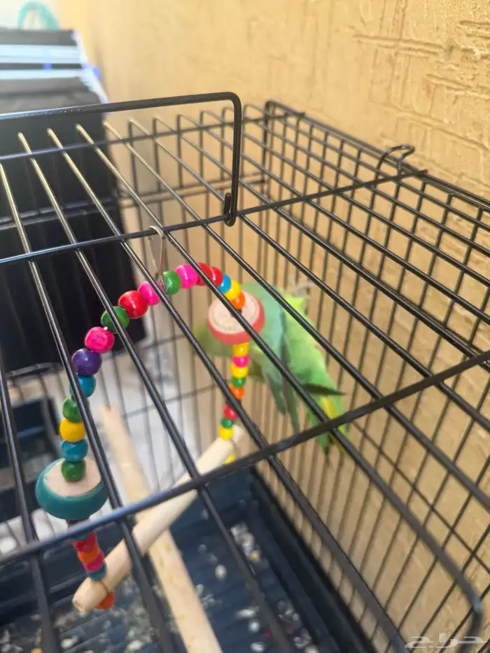 ببغاء الد  رَ ة أو الدَ رَ اء 2