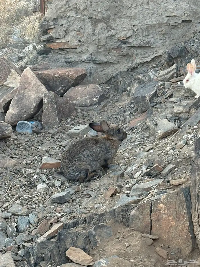 أرانب للبيع 5