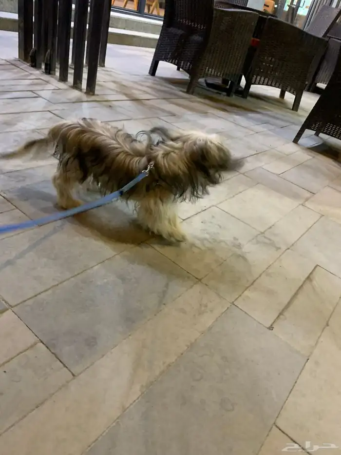 كلب سلالة شيه تزو أو مالتيز. 0