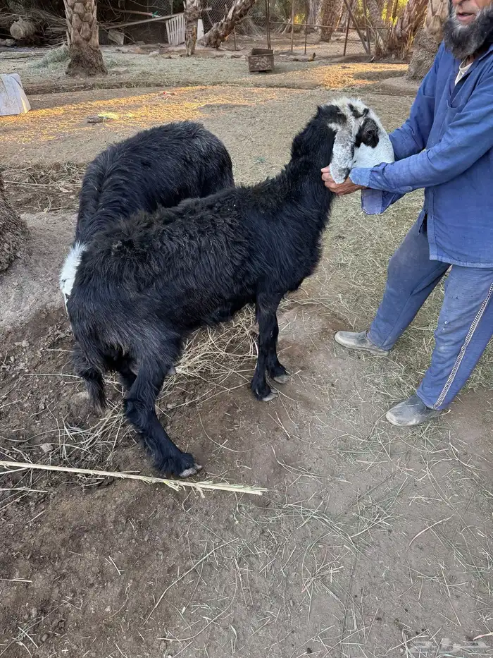 حايل نجديه 1