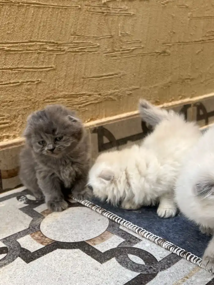 سكوتش هجين شيرازي قطط صغيرة عمرها شهر للبيع 12