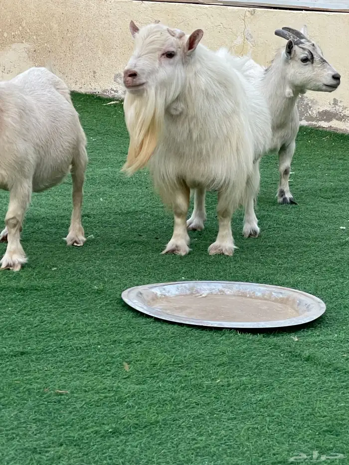 للبيع معزا قزميات مع الفحل صنف 4