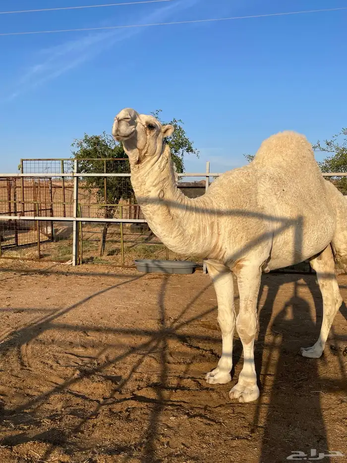 قعود اوضح عوني على بعير هزاع جزاء الرويس 6