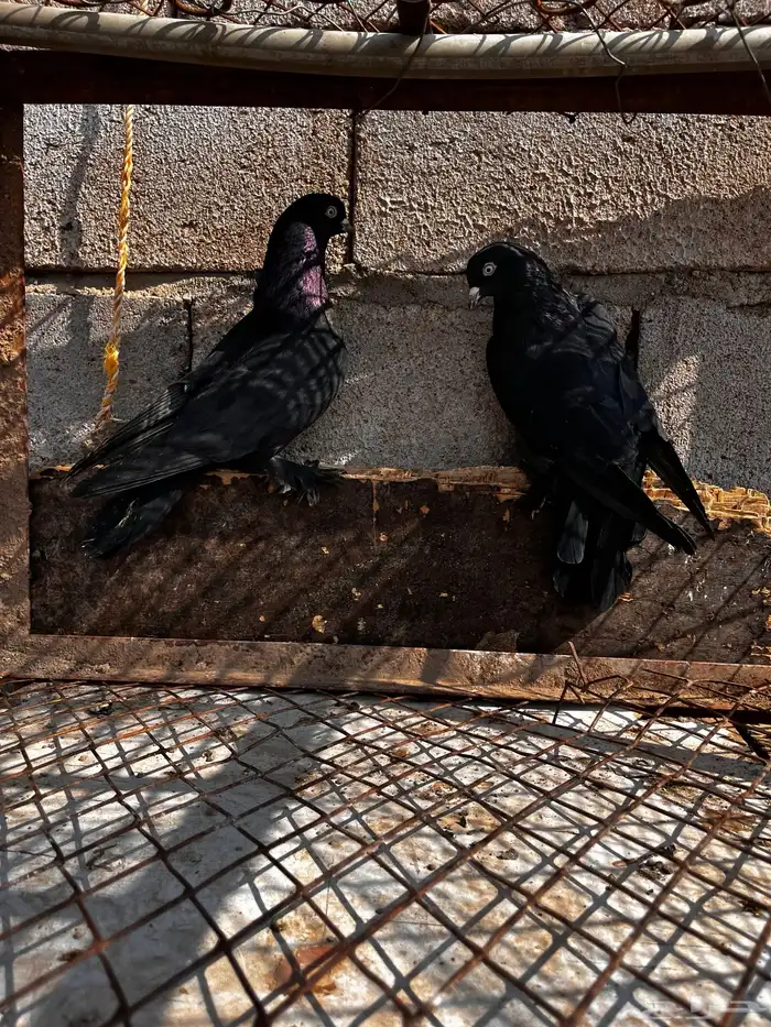 حمام تركي اسود لمعه 15