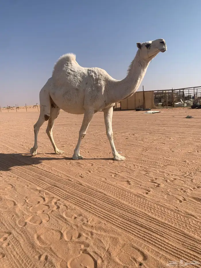 ضروبه وضحا طيبه 4