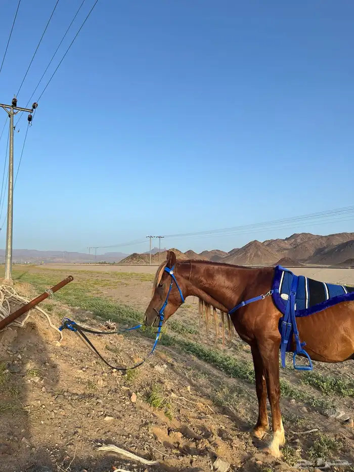 خيول شعبيه شرط للبيع 1