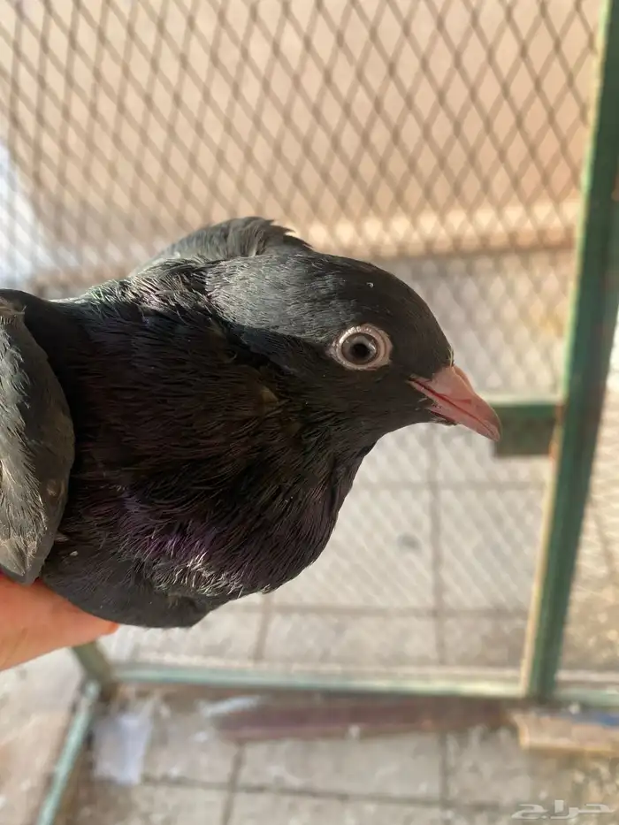 رام اسود بيووور 0