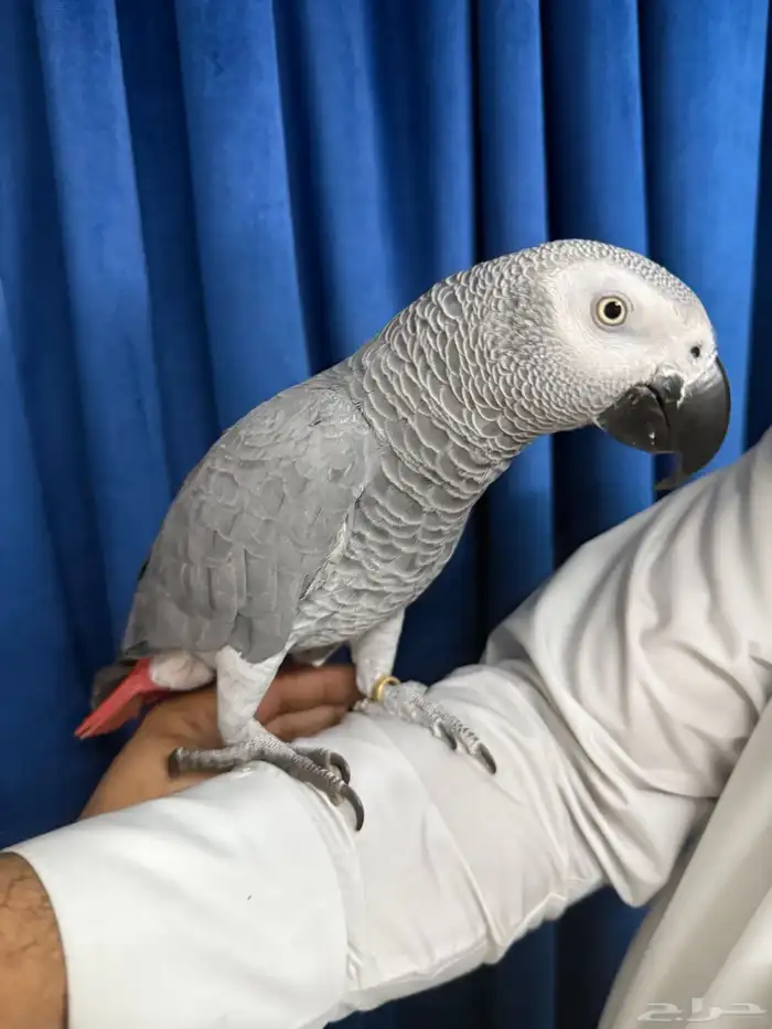 كاسكو أفريقي جامبو أليف وبحر كلام تبارك الرحمن 14