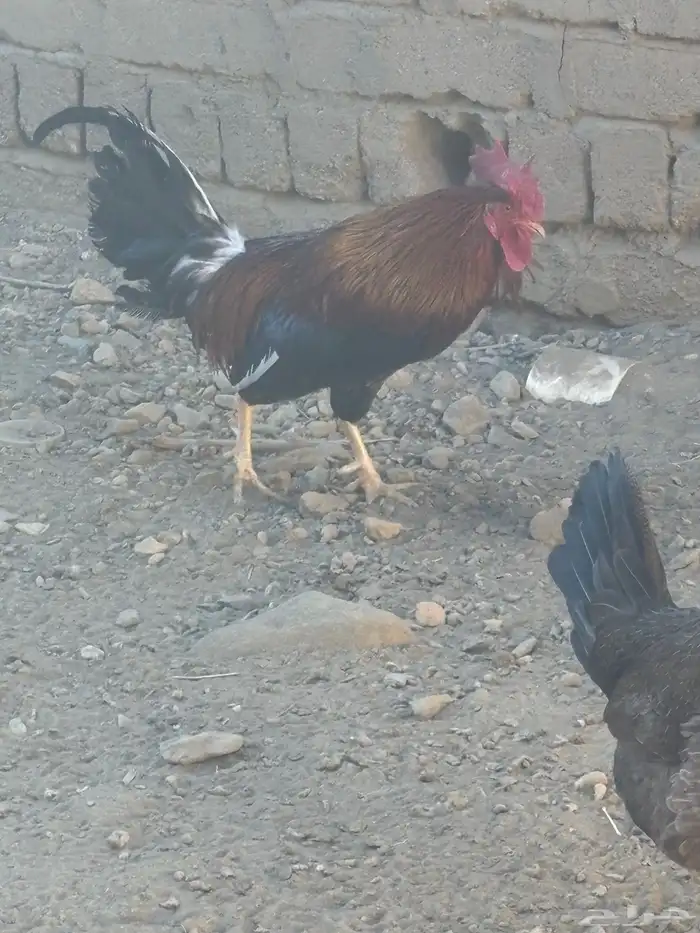 ديك عربي احمر 3