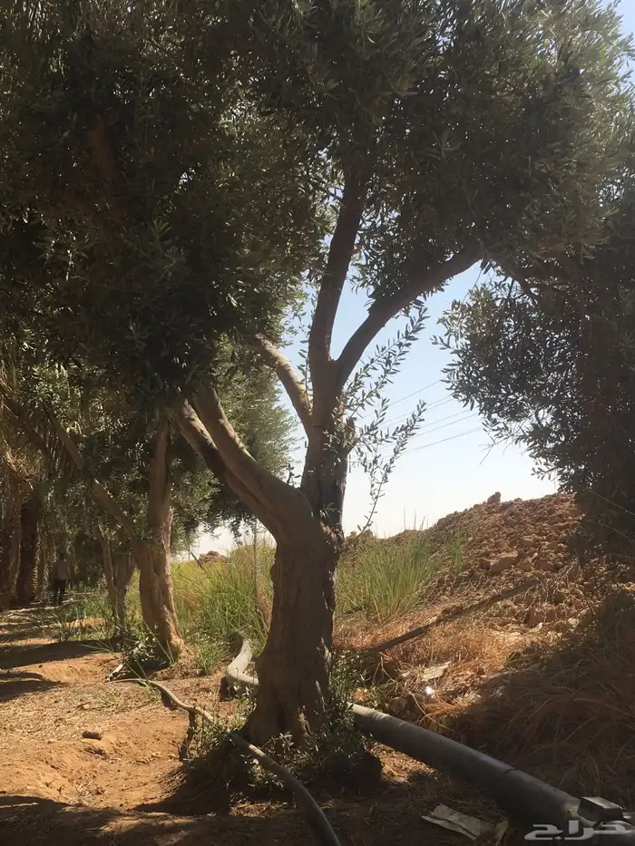 شجرزينون معمر اشجار زيتون كبار معمر ساق إشجار الزيتون تيون 14